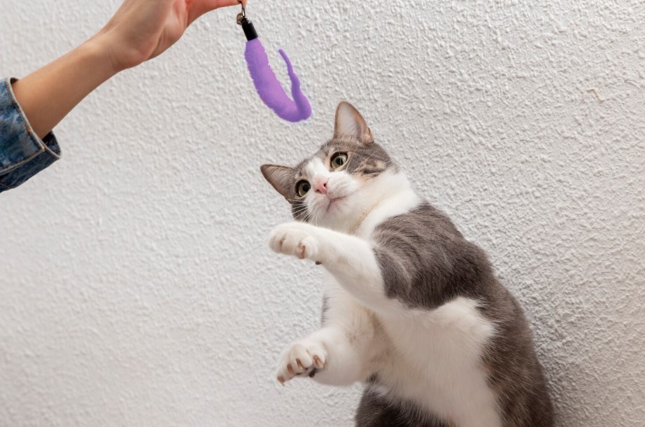 Top-Rated Cat Dental Treats for Cleaner Teeth and Fresh Breath