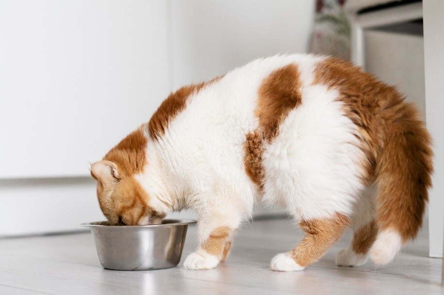 How Long Can Cats Go Without Food? What to Know How Long Can Cats Go Without Food? What to Know