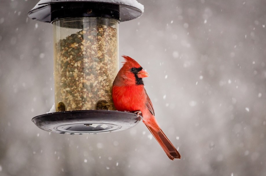 Bird Food Buying Tips for a Healthy Feeding Routine Bird Food Buying Tips for a Healthy Feeding Routine
