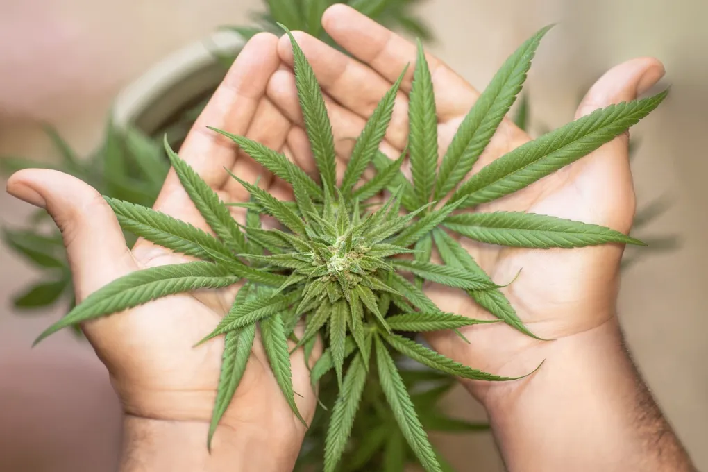 Dispensary Delivery Trends That Are Changing Cannabis Retail Services