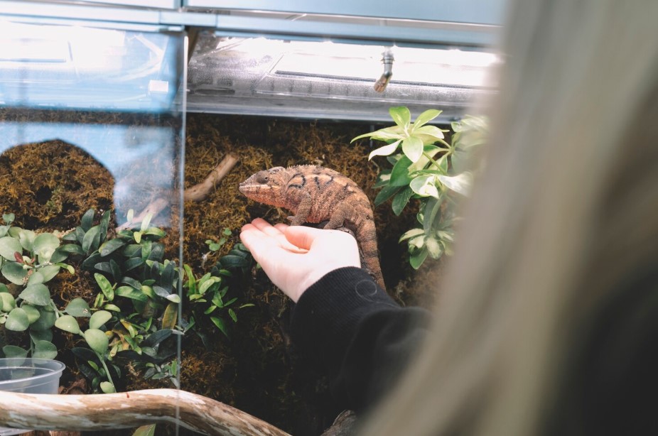 How to Build the Perfect Habitat with the Right Reptile Supplies How to Build the Perfect Habitat with the Right Reptile Supplies