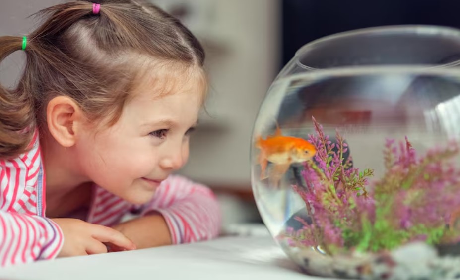What to Look for in Fish Food Freshwater Aquariums Require What to Look for in Fish Food Freshwater Aquariums Require