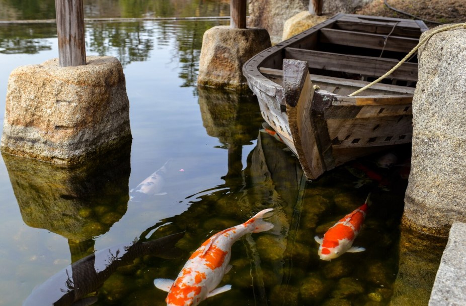 Hikari Koi Food: Complete Feeding Guide for Pond Owners