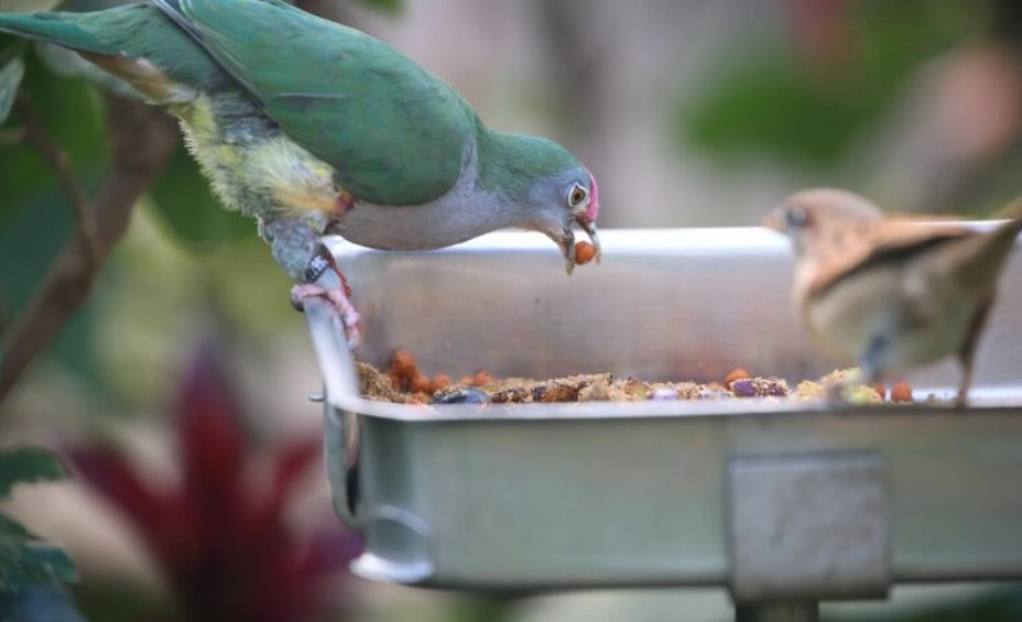 Volkman Bird Food Review: Ingredients, Benefits & Feeding Guide Volkman Bird Food Review: Ingredients, Benefits & Feeding Guide