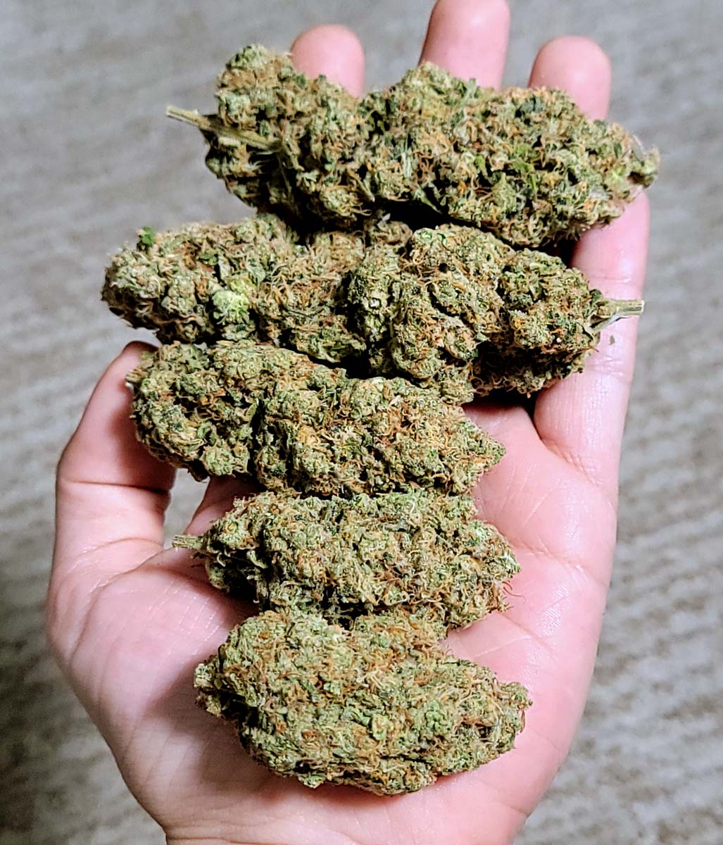 Colorado Online Dispensaries That Ships and the Future of Online Cannabis Shopping Colorado Online Dispensaries That Ships and the Future of Online Cannabis Shopping
