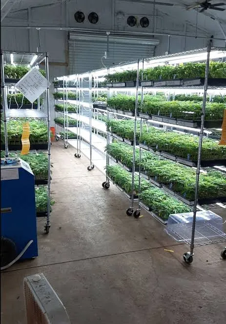 Humboldt County Sheriff's Office Investigates Cannabis Clones Sold on Black  Market - California Statewide Law Enforcement Association