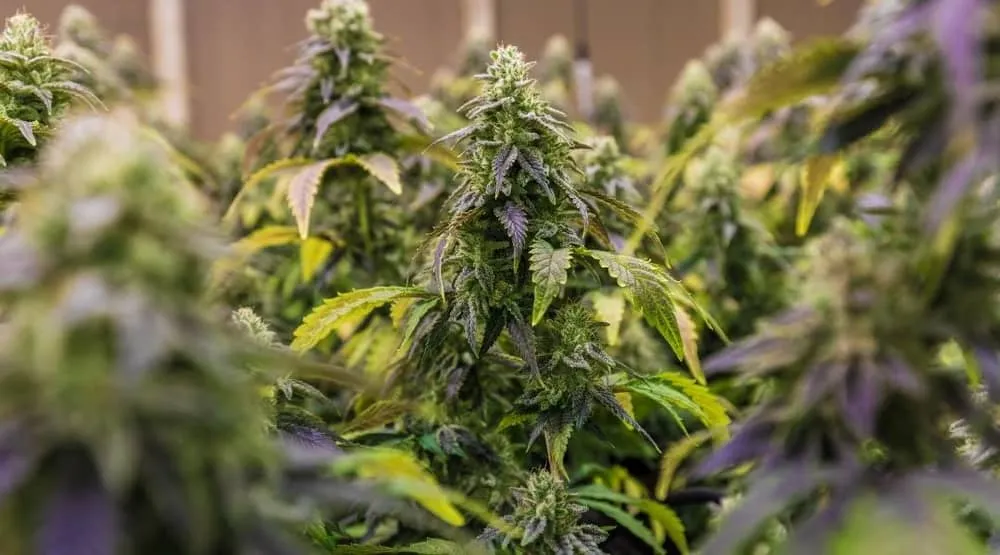 Why Your Cannabis Clones Are Turning Yellow And How to Fix It!