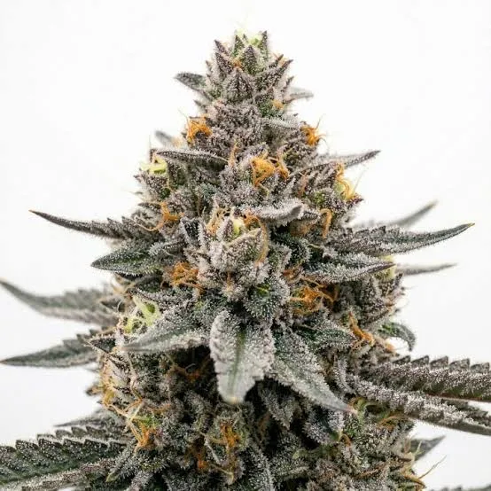 Lemon Cherry Gelato Feminized Cannabis Seeds | Homegrown Cannabis Co.