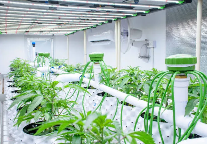 Nutrients in Hydroponics – Emerald Harvest