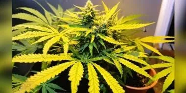 Cannabis Leaves Turning Yellow? Here's How to Save Your Plants | Cannabis  Products World