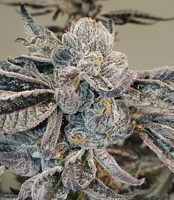 Blue Dream Strain Cannabis Clones for Sale