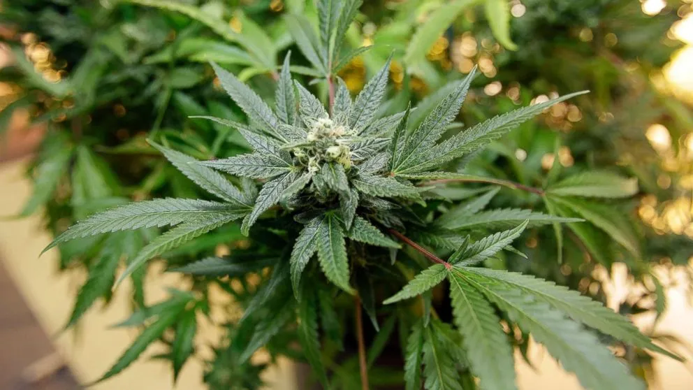 One of California's biggest cannabis companies looks to grow some green on the Canadian stock exchange - ABC News