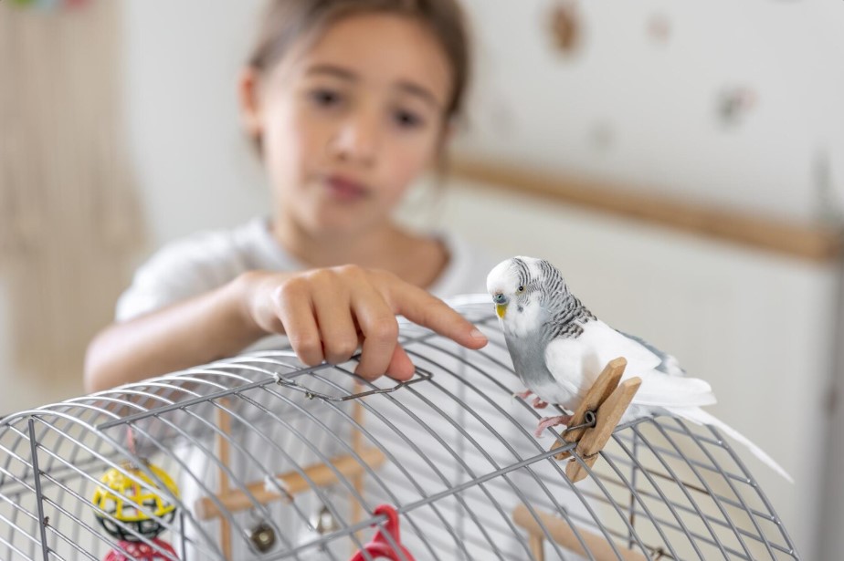 Why Toys for Birds Are Essential for Mental and Physical Health Why Toys for Birds Are Essential for Mental and Physical Health