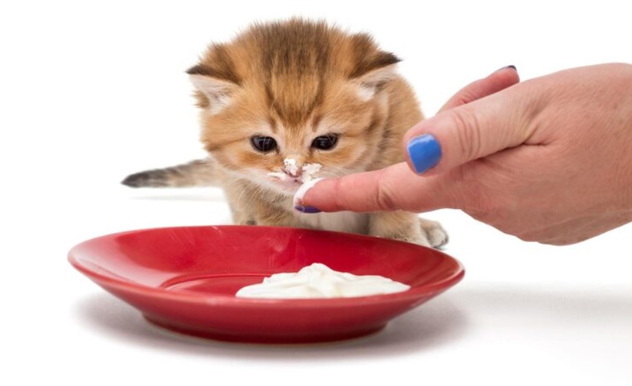 Are Kitten Treats Safe for Your New Pet? Are Kitten Treats Safe for Your New Pet?