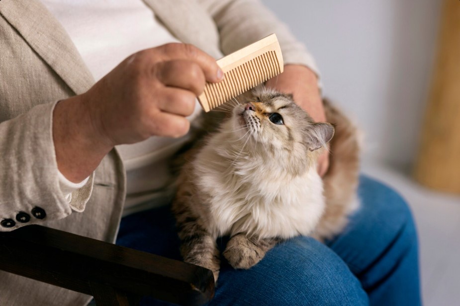 Cat Flea Treatment: The Surprising Truth About Shampoos and Collars