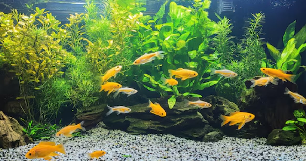 How to Build a Natural-Looking Aquarium with Fish Aquarium Decor How to Build a Natural-Looking Aquarium with Fish Aquarium Decor