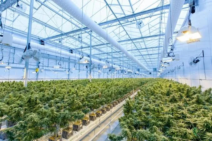 Designing the Ultimate Cannabis Cultivation Facility | Catalyst BC