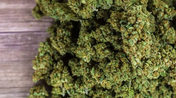 Feminized, Autoflower or Regular? Pick the Right Seeds