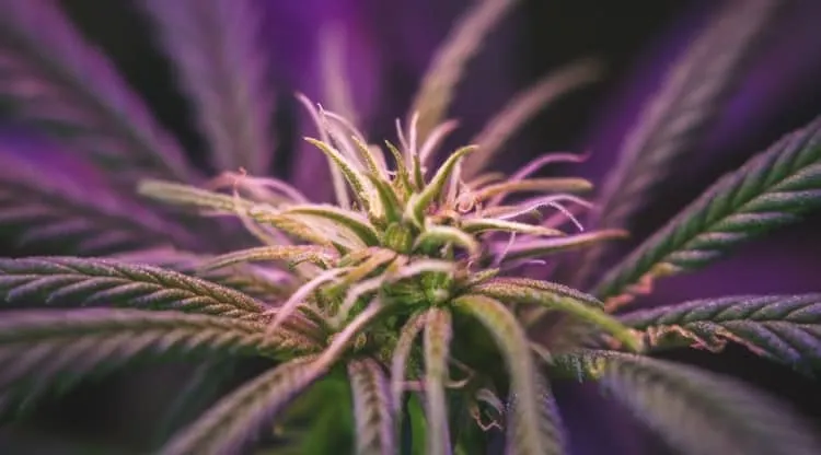 Premium Cannabis Clones, Weed and Seeds - Homegrown Nursery