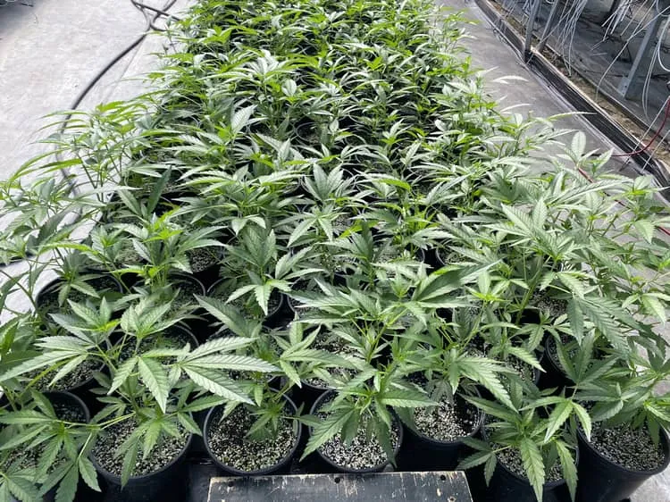 Premium Cannabis Clones, Weed and Seeds - Homegrown Nursery
