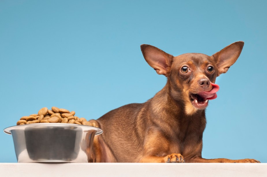 10 Best Affordable Dog Food Brands for Quality 10 Best Affordable Dog Food Brands for Quality