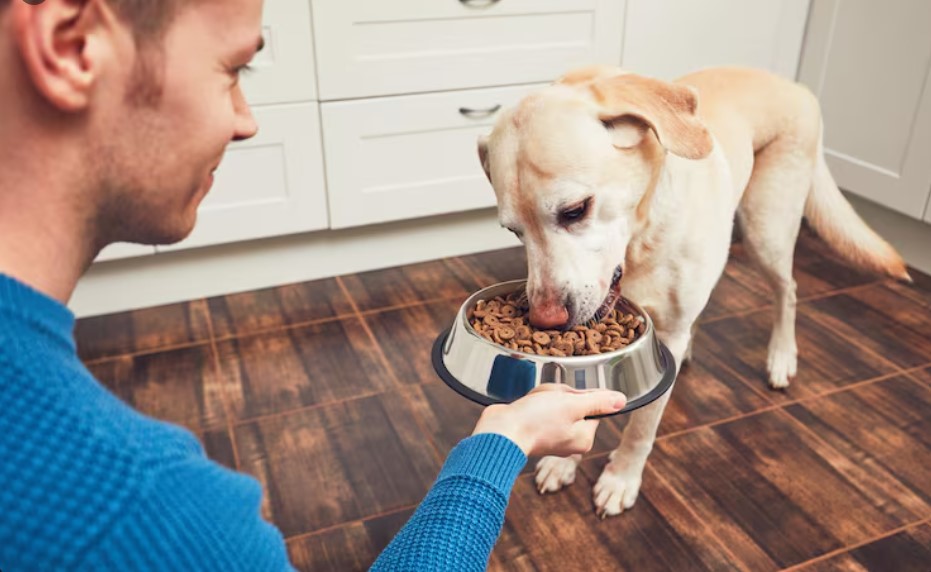 Healthiest Dry Dog Food: A Life-Stage Guide Healthiest Dry Dog Food: A Life-Stage Guide