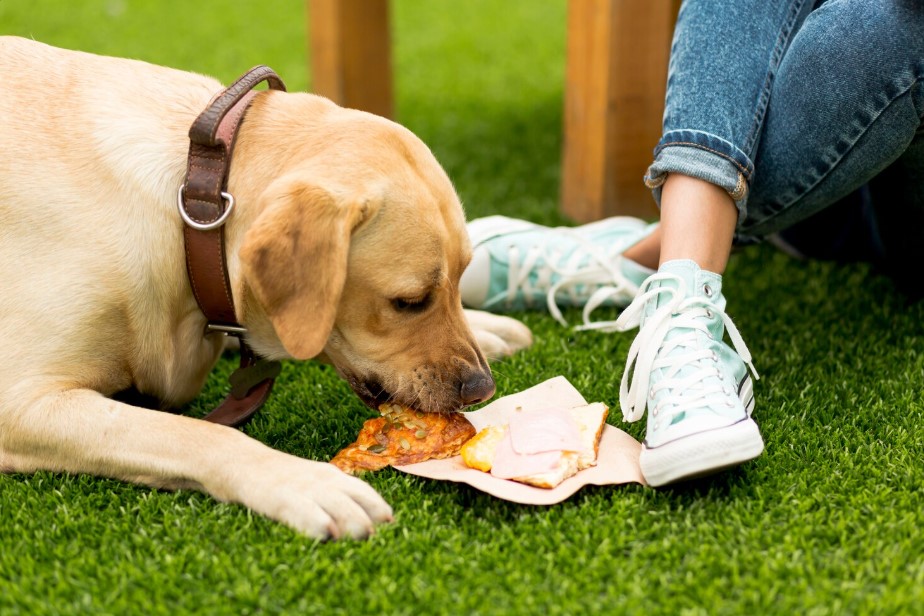 Northwest Naturals Dog Food: Is It a Good Choice? Northwest Naturals Dog Food: Is It a Good Choice?