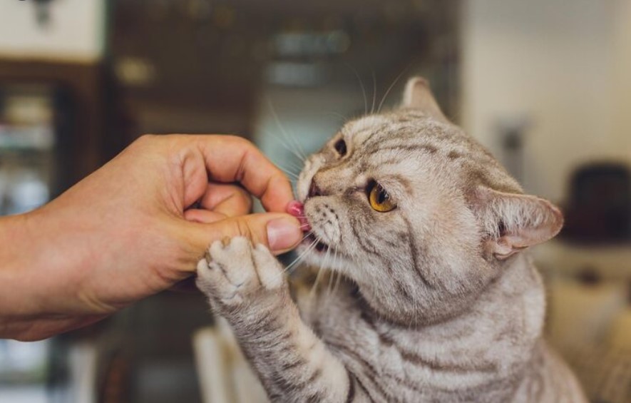 Are Your Pet’s Snacks Safe? Discover the Best Cat Treats & Truly Healthy Cat Treats