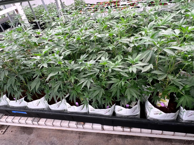 What Home Growers Should Compare in California and Michigan What Home Growers Should Compare in California and Michigan