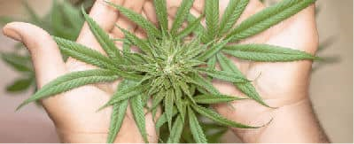 A Practical Readiness Check Before Ordering Living Cannabis Plants A Practical Readiness Check Before Ordering Living Cannabis Plants