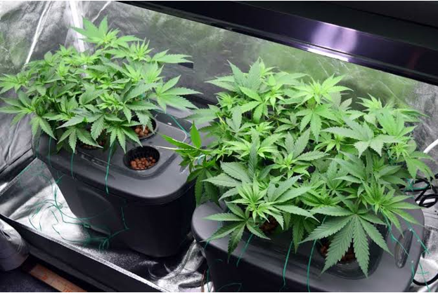 Comparing Modern LED Fixtures with Traditional HPS Lighting Comparing Modern LED Fixtures with Traditional HPS Lighting