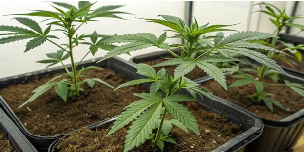 Building a Preventive Plant-Health Routine Before Problems Spread Building a Preventive Plant-Health Routine Before Problems Spread