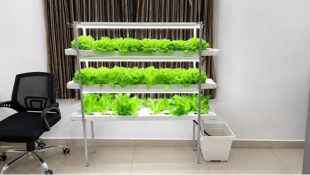 A Safer Transition Plan for Moving Young Clones into Hydroponics A Safer Transition Plan for Moving Young Clones into Hydroponics