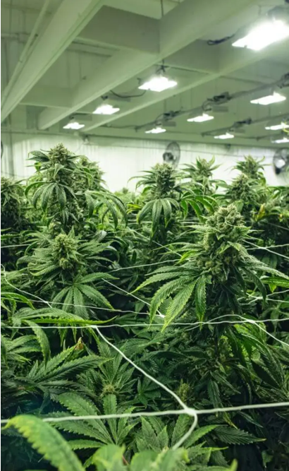 Why Growers Value a Specialist Supplier That Also Teaches Plant Care