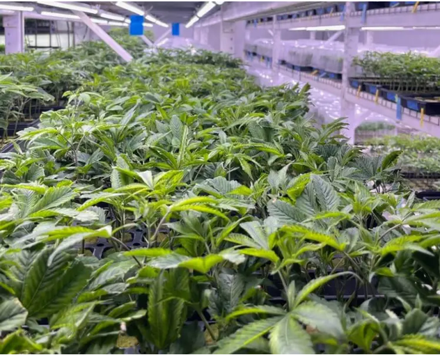 How to Judge a Nursery by Its Plant-Care Systems, Not Its Marketing