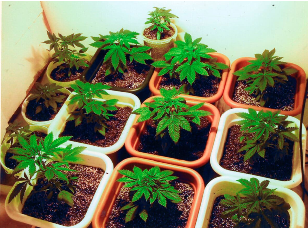A California Buyer’s Framework for Comparing Live Plant Suppliers