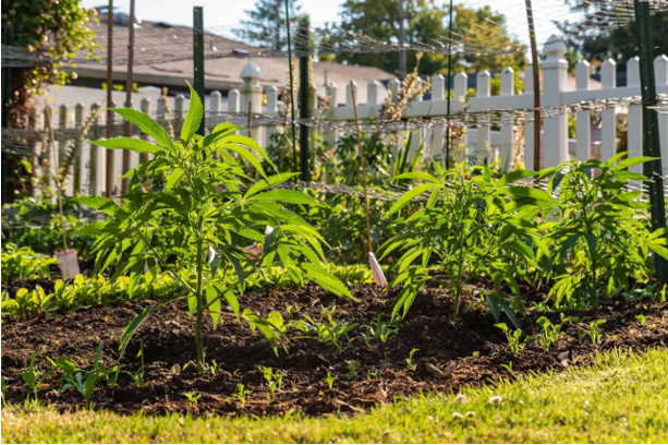 Planning a Lawful Personal Garden Around Washington’s Regional Conditions