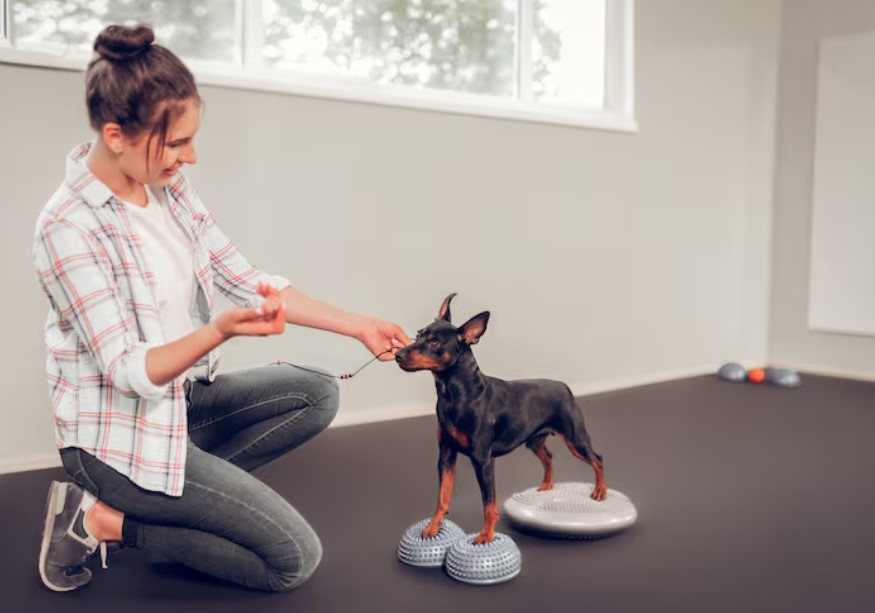 Interactive Dog Toys: Benefits for Body and Mind Interactive Dog Toys: Benefits for Body and Mind