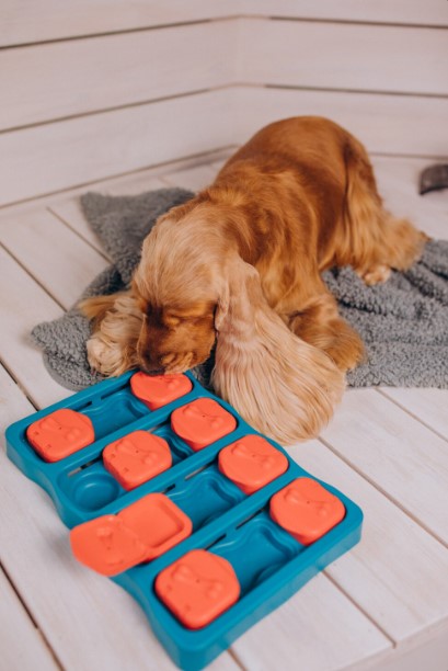 Best Interactive Dog Toys for Boredom Relief