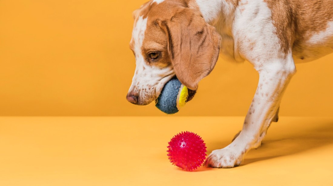 Best Dog Toys for Chewing, Fetching, and Training Best Dog Toys for Chewing, Fetching, and Training