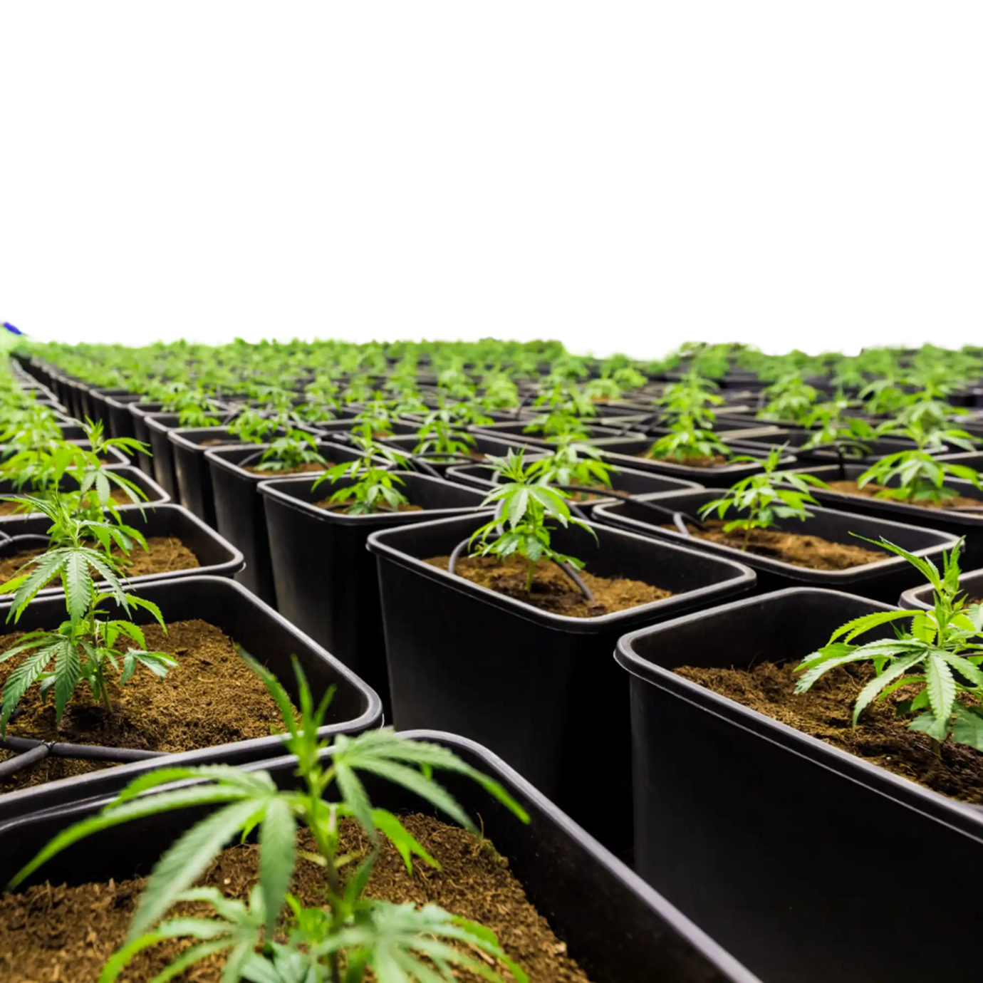 Building a Reliable Supply Chain for Commercial Clone Orders