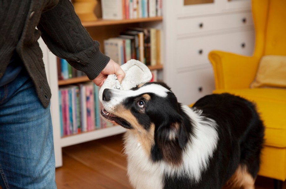 Dog Feeders Explained: How to Choose the Right Feeding Solution for Your Pup
