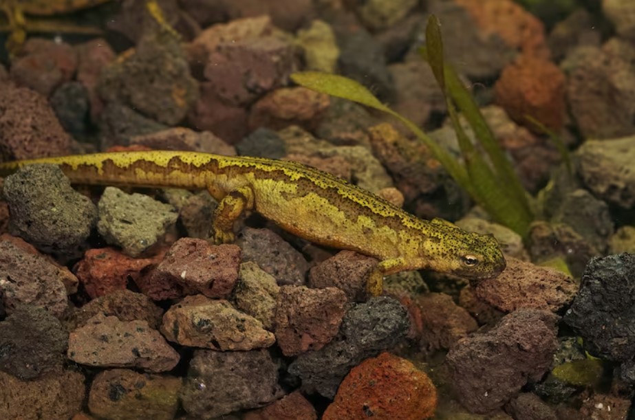 What Is the Best Reptile Waterer for Different Types of Reptiles? What Is the Best Reptile Waterer for Different Types of Reptiles?