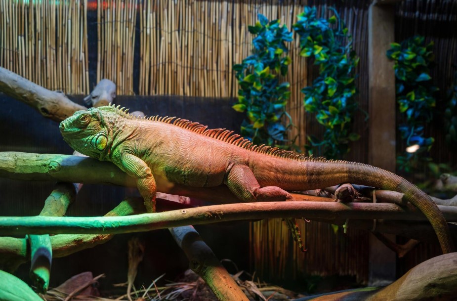 Reptile Decor Buying Guide for New Reptile Owners