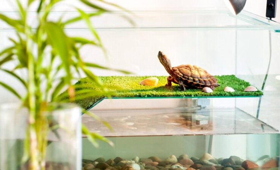 Reptile Filter Pump Buying Guide for New Reptile Owners