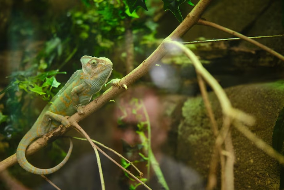 Reptile Water Filter Buying Guide for New Reptile Owners Reptile Water Filter Buying Guide for New Reptile Owners