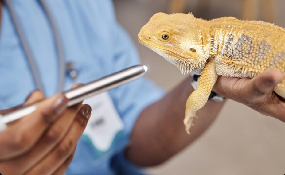 Reptile Medication Buying Guide for New Reptile Owners Reptile Medication Buying Guide for New Reptile Owners