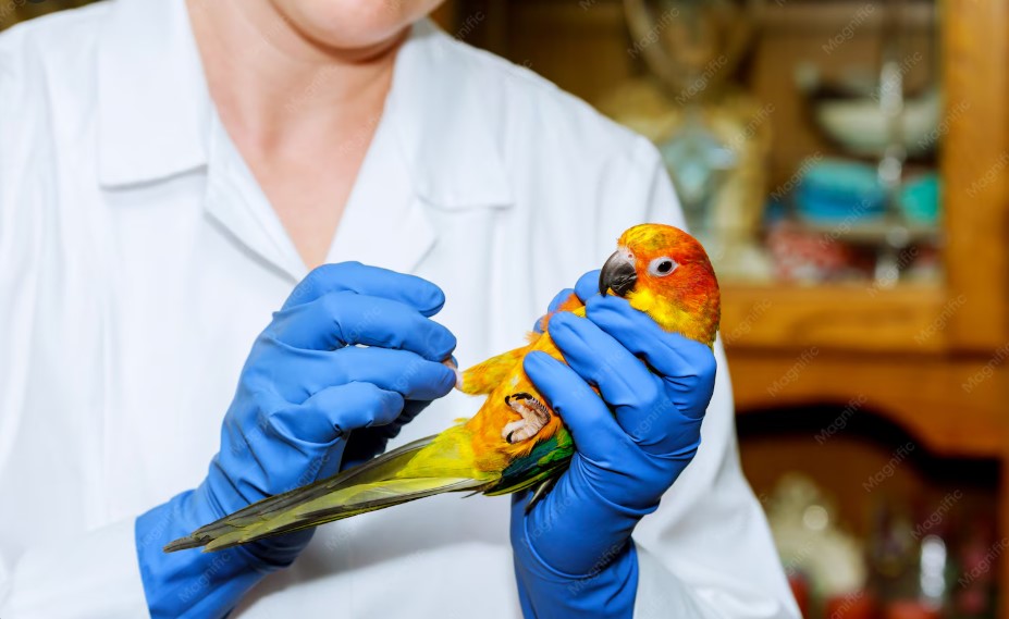 Everything You Need to Know About Bird Cage Cleaners Everything You Need to Know About Bird Cage Cleaners
