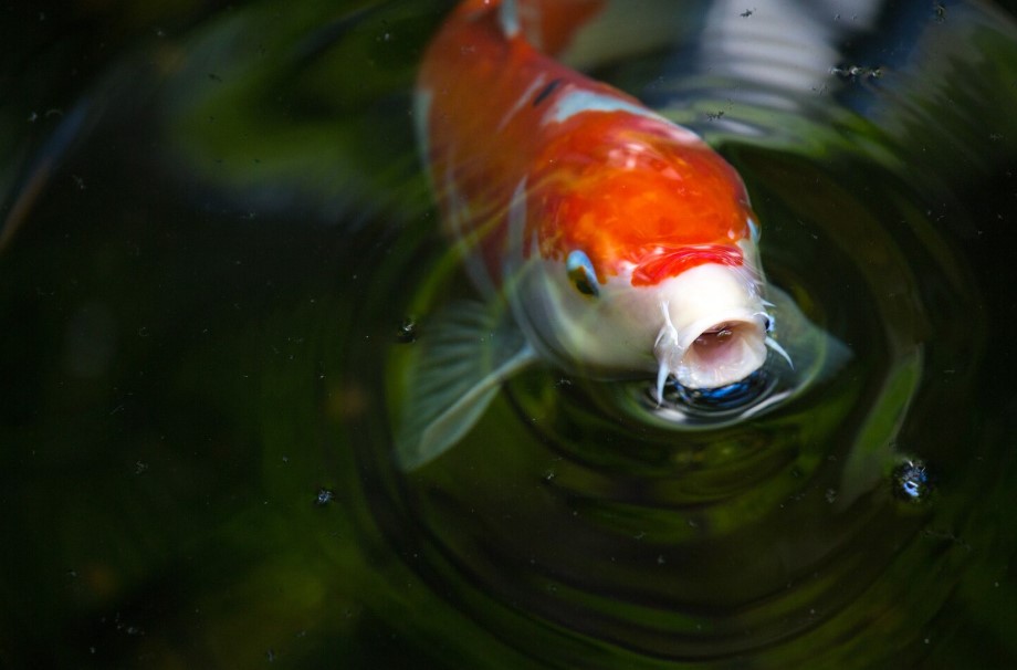 How to Improve Goldfish Growth and Color Naturally How to Improve Goldfish Growth and Color Naturally