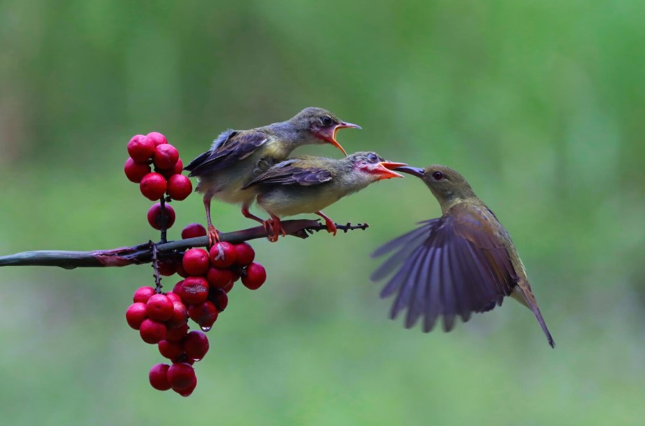 How Lafeber Nutri Berries Support Bird Health How Lafeber Nutri Berries Support Bird Health